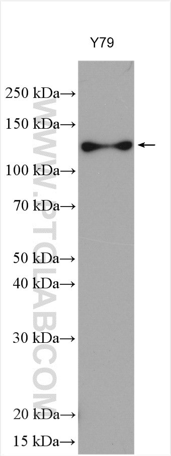 ANO2 Antibody in Western Blot (WB)