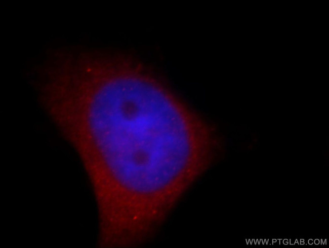 NPTX1 Antibody in Immunocytochemistry (ICC/IF)