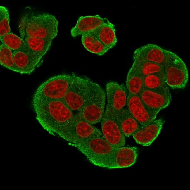 HER-4/ERBB4 Antibody in Immunocytochemistry (ICC/IF)