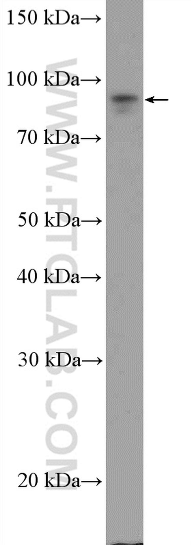 UBF1 Antibody in Western Blot (WB)