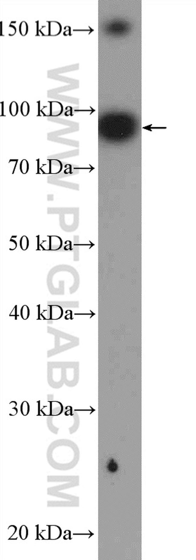 UBF1 Antibody in Western Blot (WB)