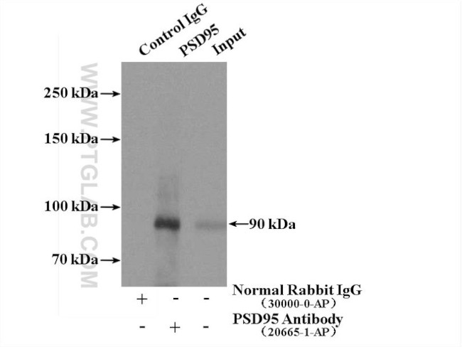 PSD95/DLG4 Antibody in Immunoprecipitation (IP)