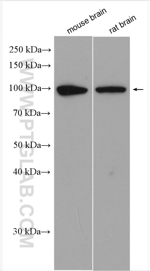 PSD95/DLG4 Antibody in Western Blot (WB)