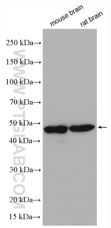 LIS1 Antibody in Western Blot (WB)