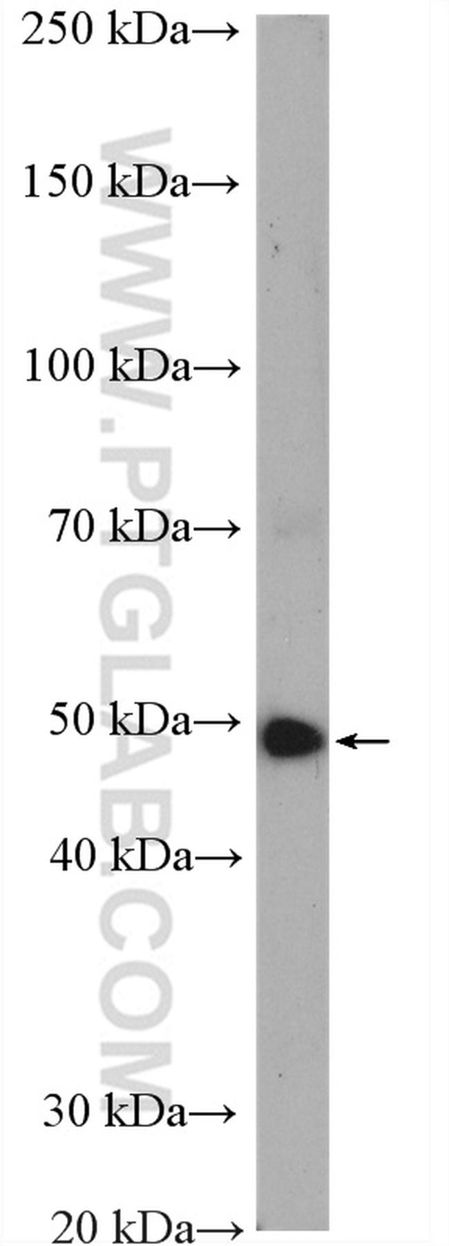 LIS1 Antibody in Western Blot (WB)