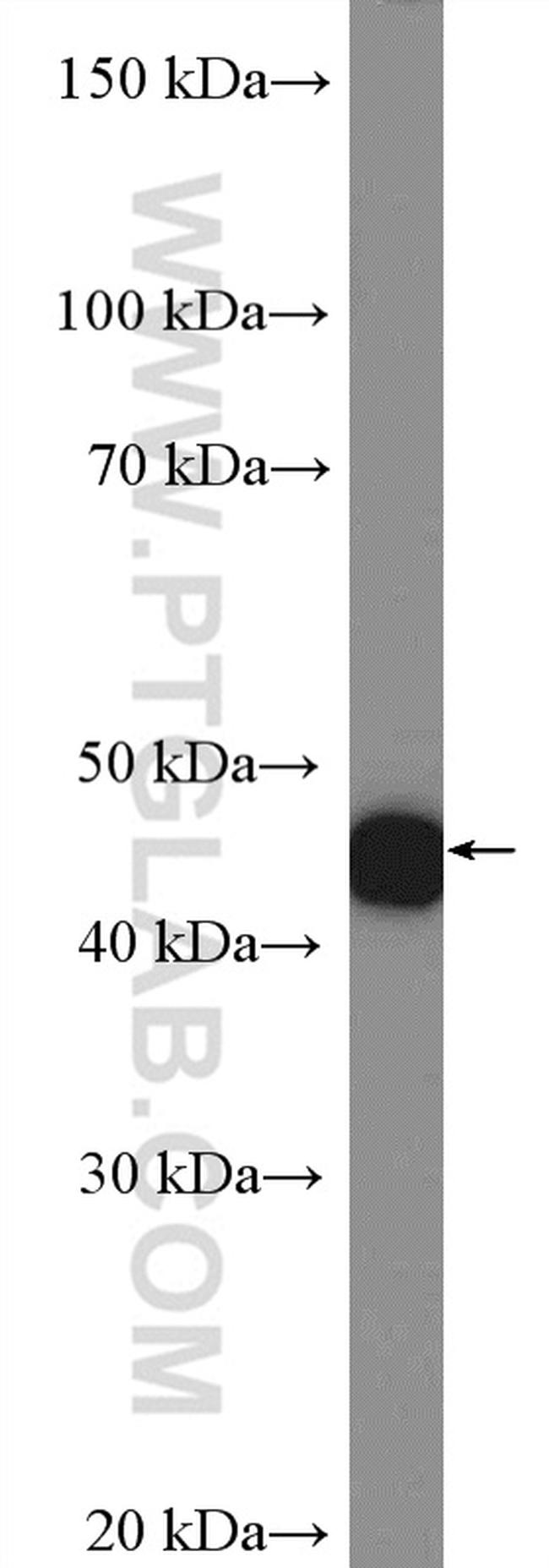 LIS1 Antibody in Western Blot (WB)