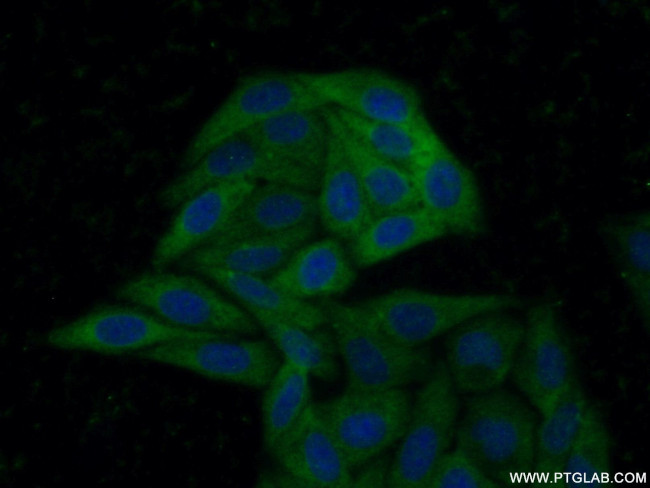 ABCA2 Antibody in Immunocytochemistry (ICC/IF)