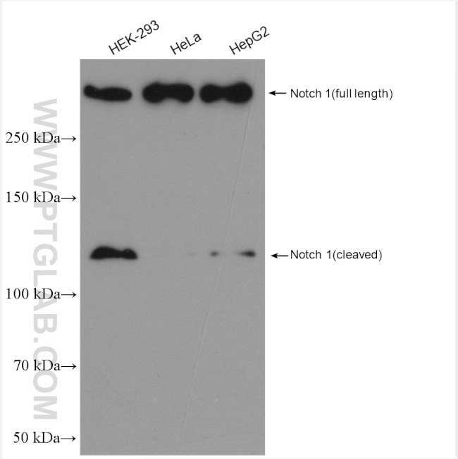 NOTCH1 Antibody in Western Blot (WB)