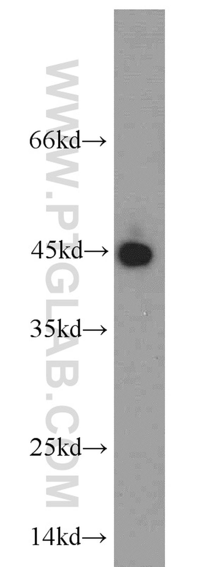 PAWR Antibody in Western Blot (WB)