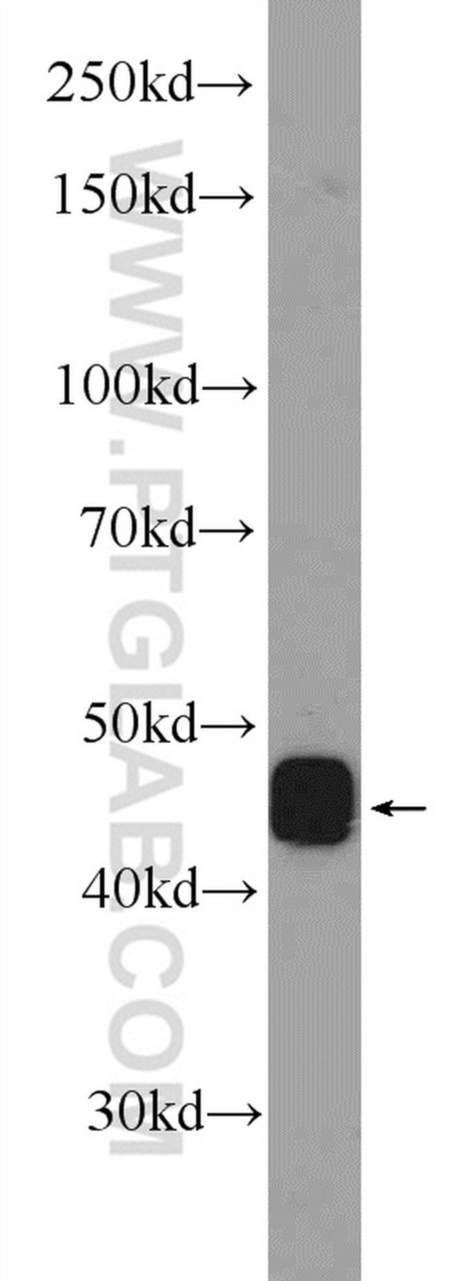 PAWR Antibody in Western Blot (WB)