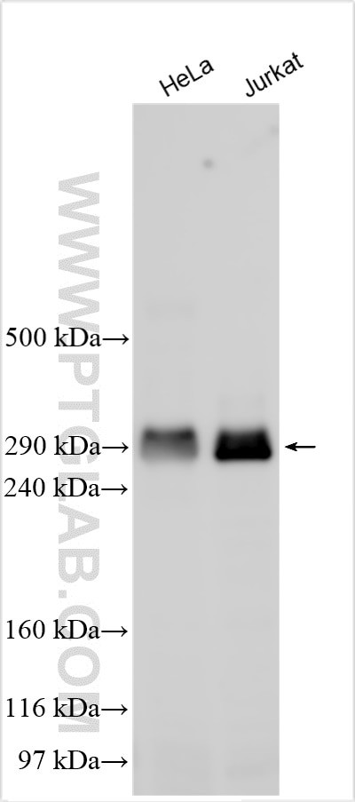 p300 Antibody in Western Blot (WB)