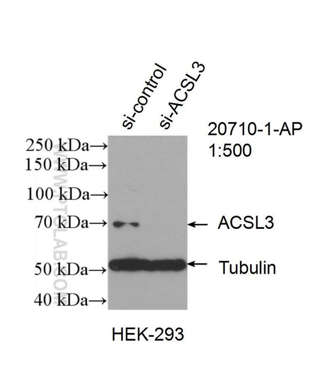 ACSL3 Antibody in Western Blot (WB)