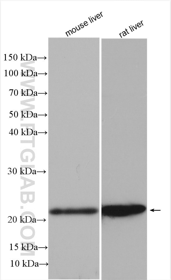 FGF8 Antibody in Western Blot (WB)