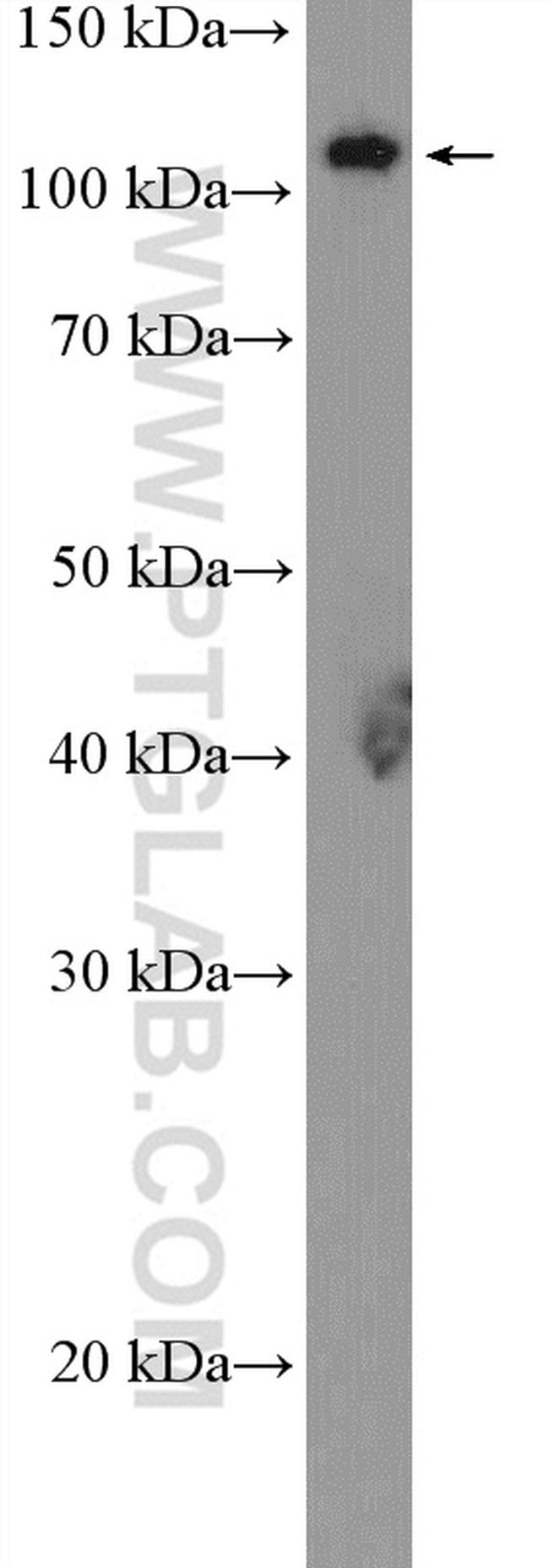 GHR Antibody in Western Blot (WB)