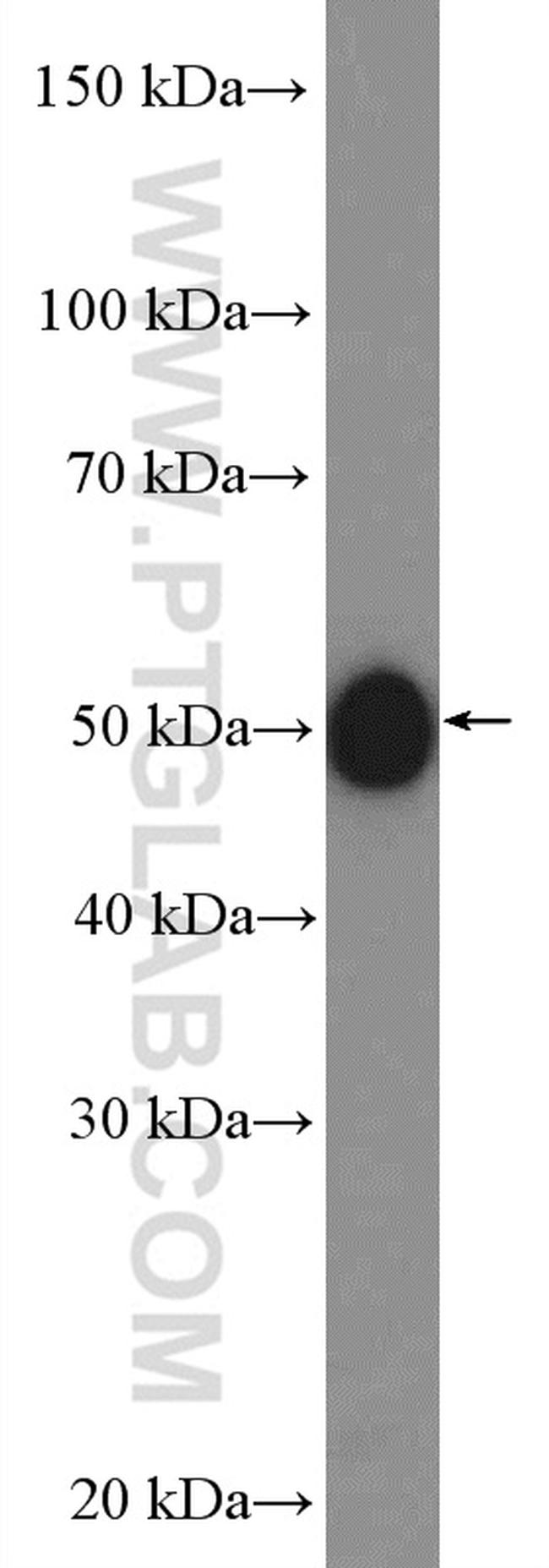 LHX3 Antibody in Western Blot (WB)