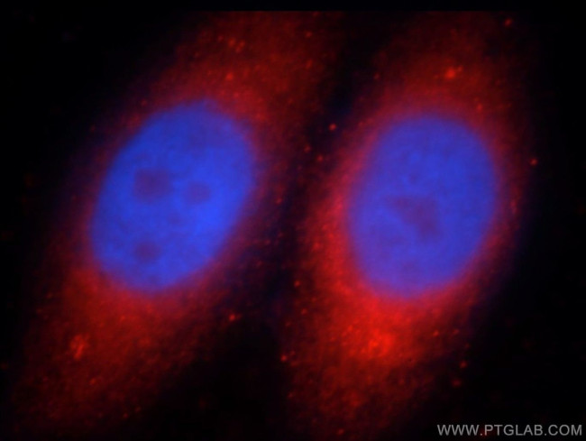 WDR24 Antibody in Immunocytochemistry (ICC/IF)