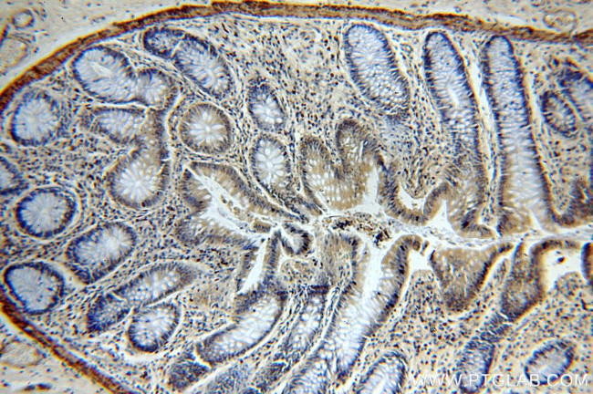 WDR24 Antibody in Immunohistochemistry (Paraffin) (IHC (P))