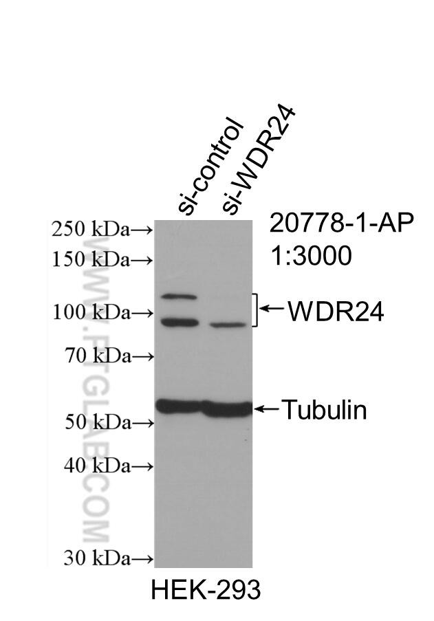 WDR24 Antibody in Western Blot (WB)