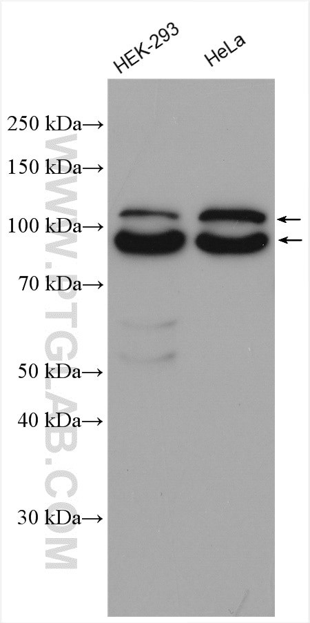 WDR24 Antibody in Western Blot (WB)