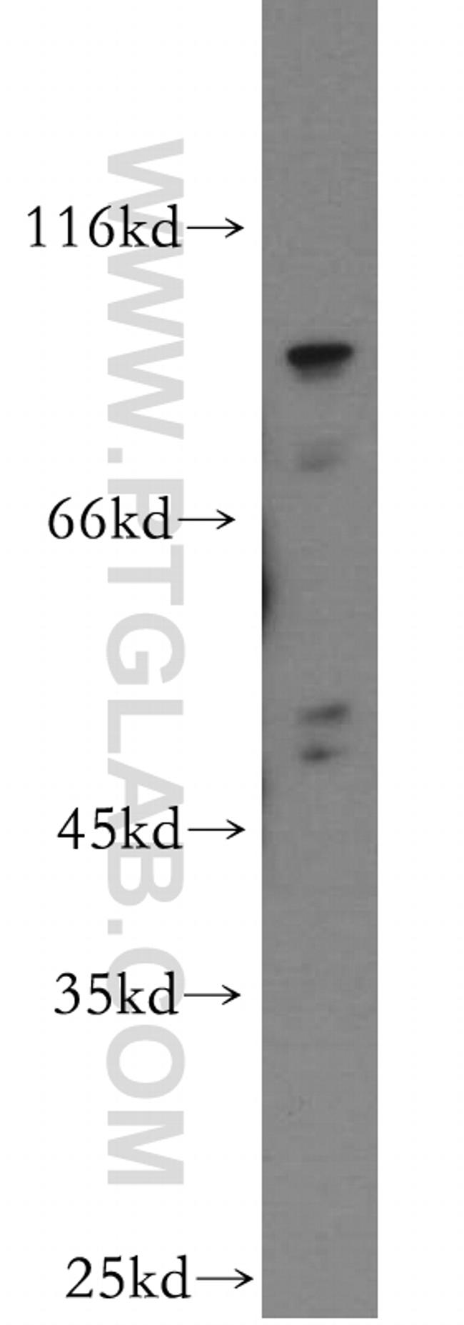 WDR24 Antibody in Western Blot (WB)