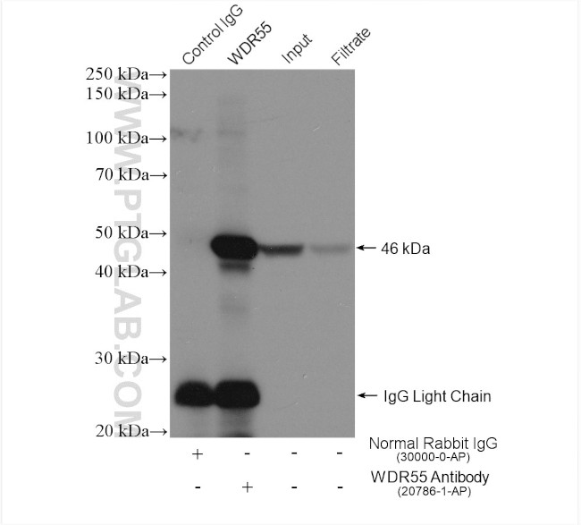 WDR55 Antibody in Immunoprecipitation (IP)