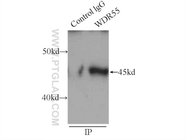 WDR55 Antibody in Immunoprecipitation (IP)