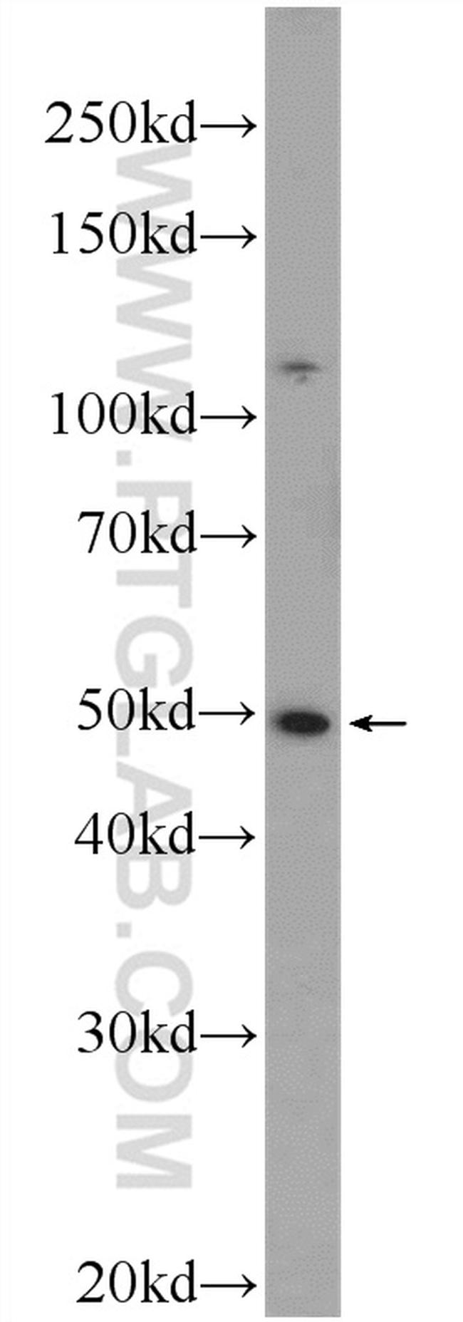 WDR55 Antibody in Western Blot (WB)