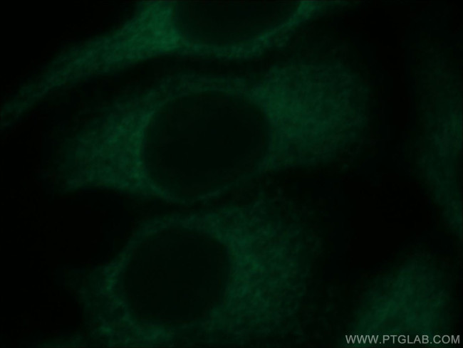ZNF622 Antibody in Immunocytochemistry (ICC/IF)