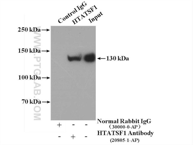 HTATSF1 Antibody in Immunoprecipitation (IP)