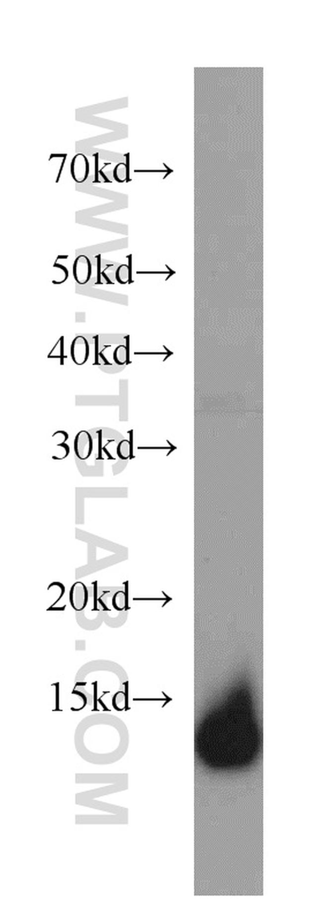 TXNDC17 Antibody in Western Blot (WB)