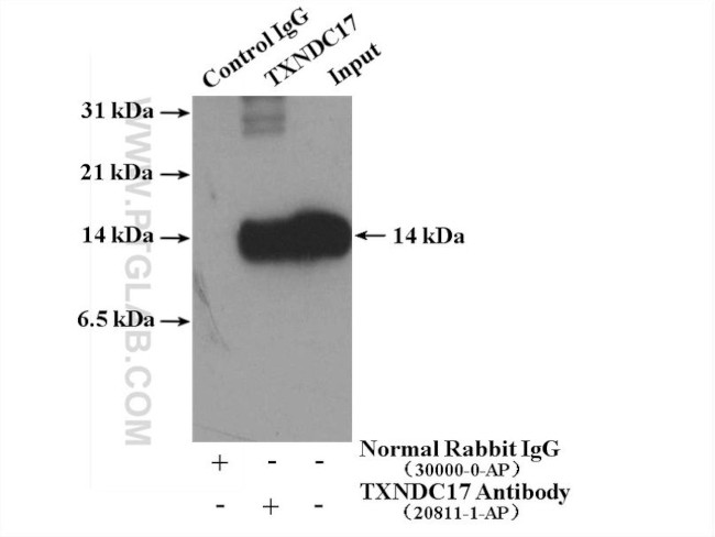 TXNDC17 Antibody in Immunoprecipitation (IP)