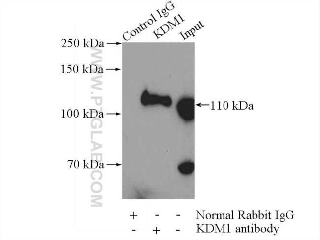 KDM1 Antibody in Immunoprecipitation (IP)