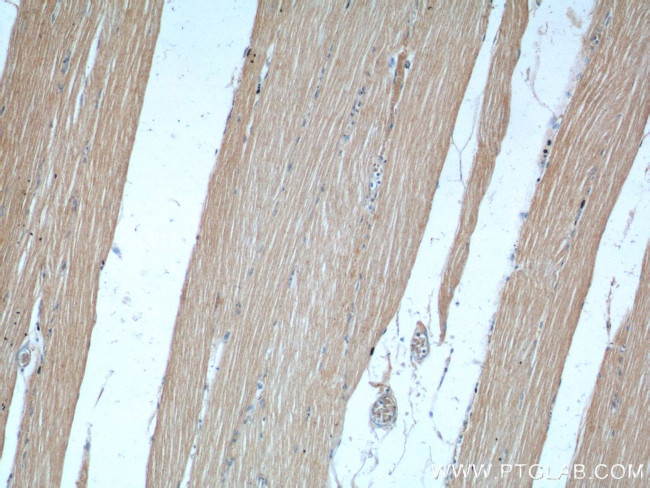 KAZALD1 Antibody in Immunohistochemistry (Paraffin) (IHC (P))