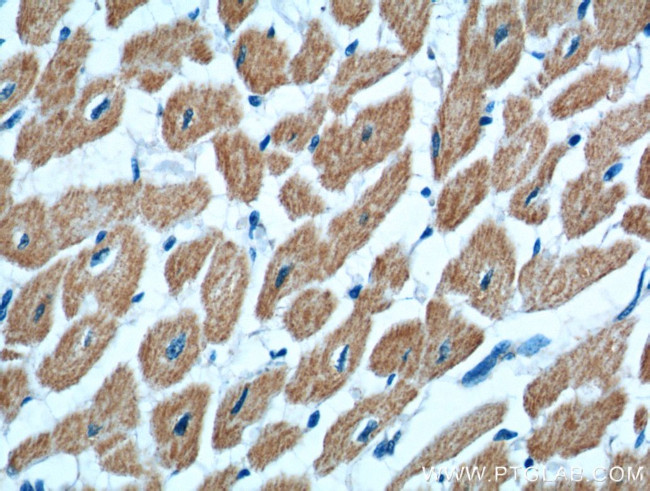 KAZALD1 Antibody in Immunohistochemistry (Paraffin) (IHC (P))