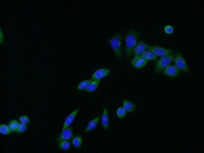 C9orf86 Antibody in Immunocytochemistry (ICC/IF)