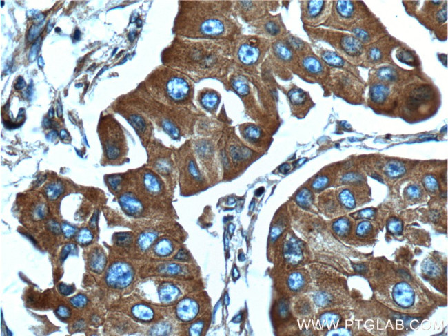 C9orf86 Antibody in Immunohistochemistry (Paraffin) (IHC (P))