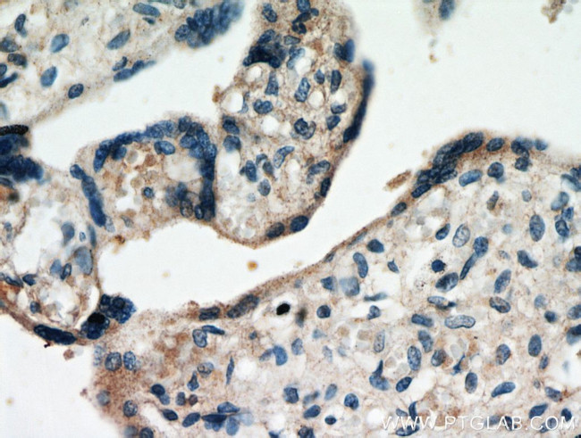 FAM76A Antibody in Immunohistochemistry (Paraffin) (IHC (P))