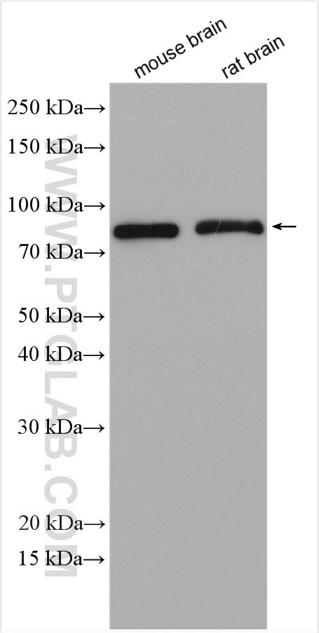 PKC epsilon Antibody in Western Blot (WB)