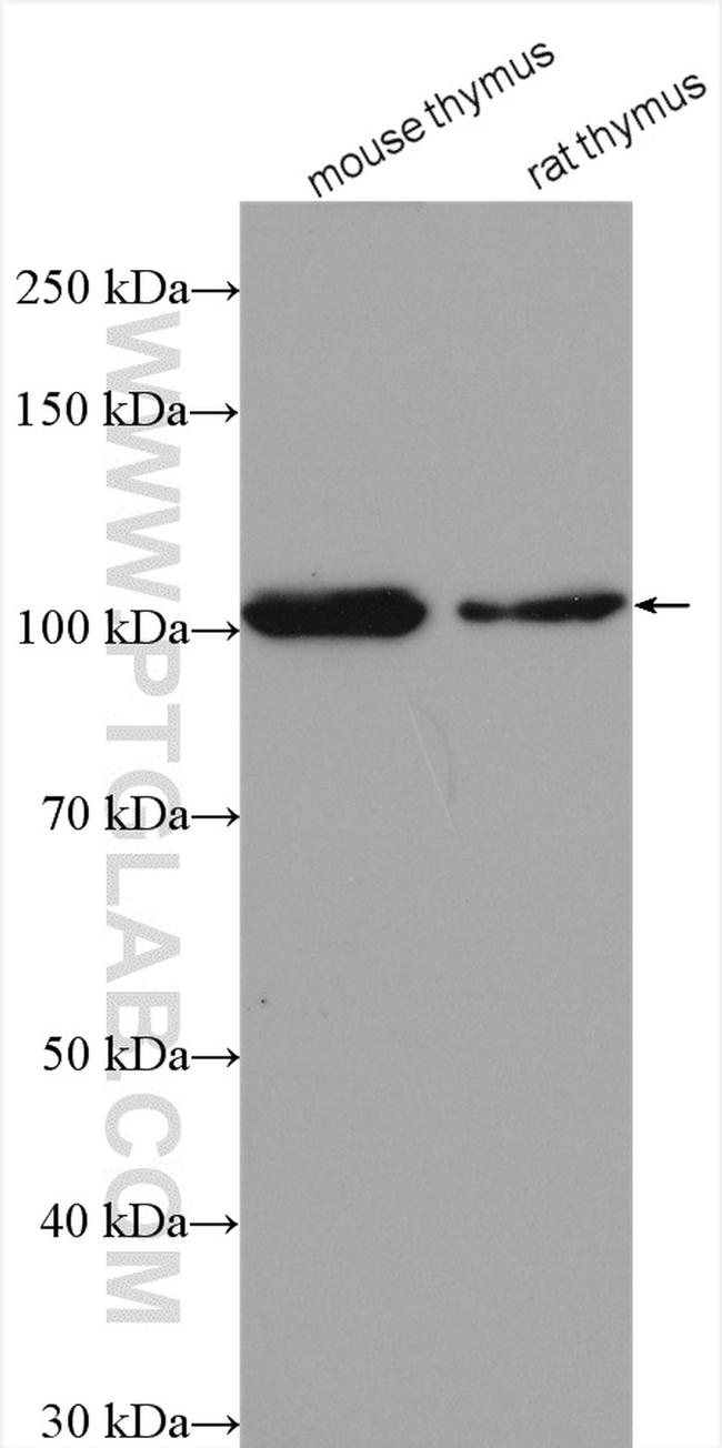 CUL4B Antibody in Western Blot (WB)