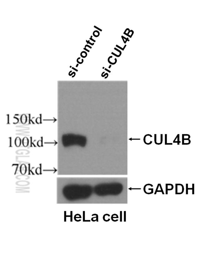 CUL4B Antibody in Western Blot (WB)