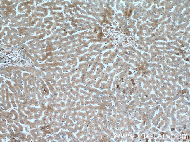 AIFM2 Antibody in Immunohistochemistry (Paraffin) (IHC (P))