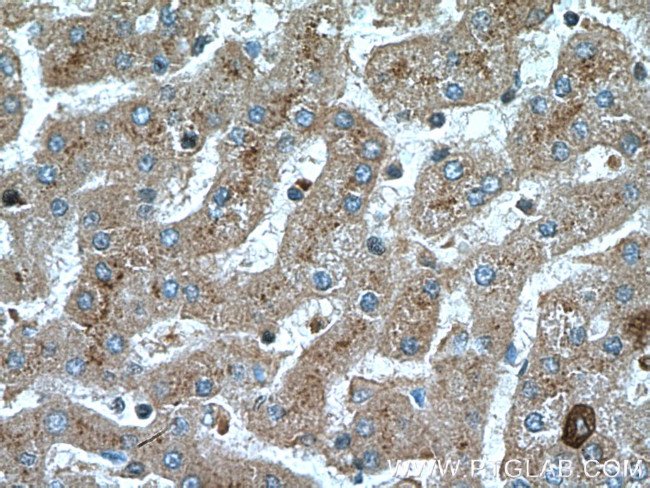 AIFM2 Antibody in Immunohistochemistry (Paraffin) (IHC (P))