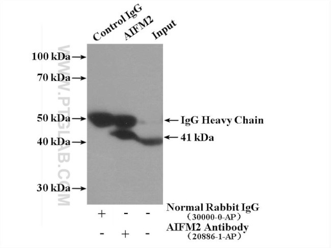 AIFM2 Antibody in Immunoprecipitation (IP)