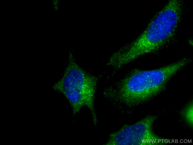 SEC23IP Antibody in Immunocytochemistry (ICC/IF)