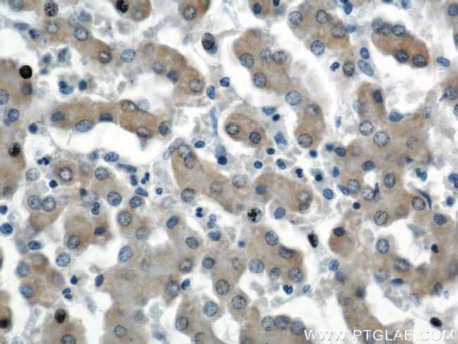 SEC23IP Antibody in Immunohistochemistry (Paraffin) (IHC (P))