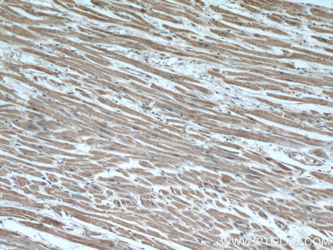 SEC23IP Antibody in Immunohistochemistry (Paraffin) (IHC (P))