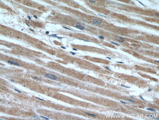 SEC23IP Antibody in Immunohistochemistry (Paraffin) (IHC (P))