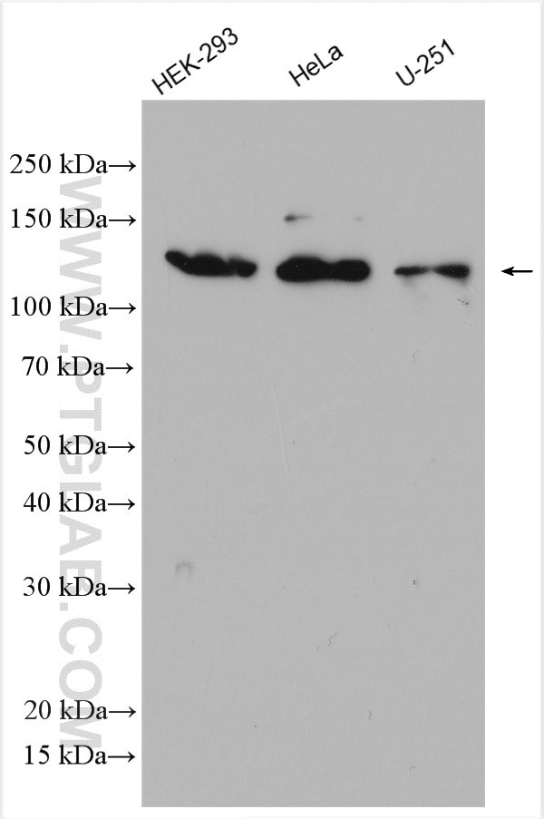 SEC23IP Antibody in Western Blot (WB)