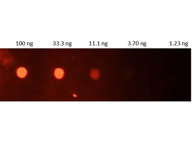 CRP Antibody in Dot Blot (DB)