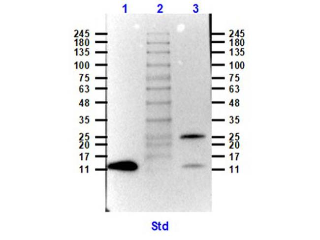 NAG-1 Antibody in Western Blot (WB)